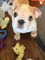 Buddy, a male English Bulldog for sale in Jasper, AL – 2 of 8
