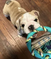 Buddy, a male English Bulldog for sale in Jasper, AL – 5 of 8