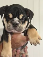 Rocky, a male English Bulldog for sale in Jasper, AL – 3 of 8