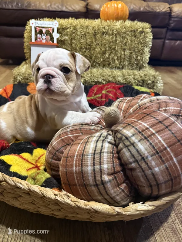 Lilley – English Bulldog puppy for sale in Jasper, AL