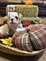 Lilley, a female English Bulldog for sale in Jasper, AL – 1 of 8