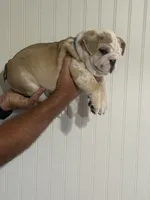 Buddy, a male English Bulldog for sale in Jasper, AL – 4 of 8