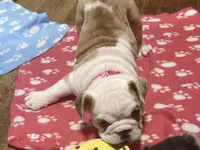 Lilley, a female English Bulldog for sale in Jasper, AL – 8 of 8