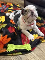 Mr.Fluffy, a male English Bulldog for sale in Jasper, AL – 5 of 10