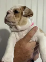Lilley, a female English Bulldog for sale in Jasper, AL – 5 of 8