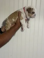 Lilley, a female English Bulldog for sale in Jasper, AL – 3 of 8