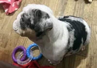 Mr.Fluffy, a male English Bulldog for sale in Jasper, AL – 9 of 10
