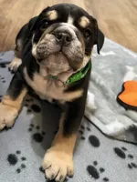Rocky, a male English Bulldog for sale in Jasper, AL – 4 of 8
