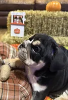 Rocky, a male English Bulldog for sale in Jasper, AL – 6 of 8