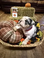 Mr.Fluffy, a male English Bulldog for sale in Jasper, AL – 3 of 10