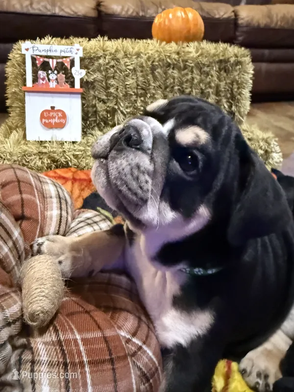 Rocky – English Bulldog puppy for sale in Jasper, AL