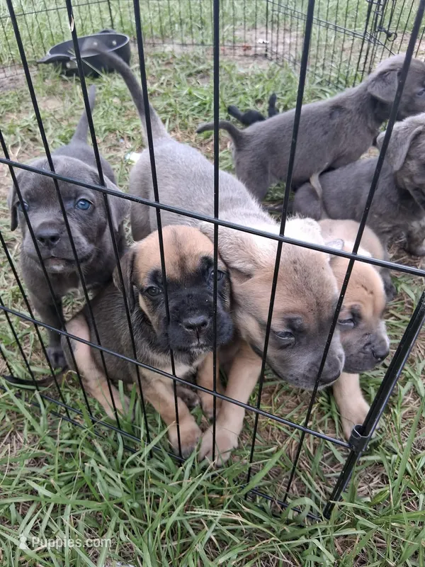 Brownie  – Cane Corso puppy for sale in Leesburg, FL
