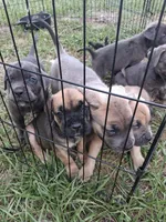 Brownie , a female Cane Corso for sale in Leesburg, FL – 1 of 3