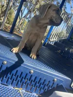 Snoopz, a male Cane Corso for sale in Leesburg, FL – Photo 4 of 4