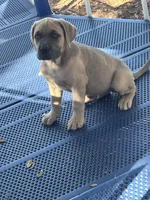 Snoopz, a male Cane Corso for sale in Leesburg, FL – Photo 2 of 4