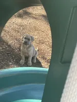 Snoopz, a male Cane Corso for sale in Leesburg, FL – Photo 1 of 4