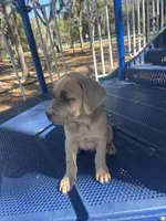 Snoopz, a male Cane Corso for sale in Leesburg, FL – Photo 3 of 4