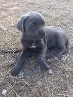 Sapphire , a female Cane Corso for sale in Leesburg, FL – Photo 1 of 3