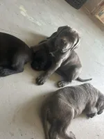 Sapphire , a female Cane Corso for sale in Leesburg, FL – Photo 2 of 3