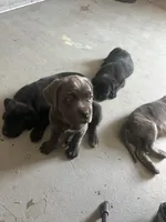 Sapphire , a female Cane Corso for sale in Leesburg, FL – Photo 3 of 3