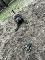 Brownie , a female Cane Corso for sale in Leesburg, FL – 2 of 2