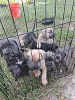 Brownie , a female Cane Corso for sale in Leesburg, FL – 3 of 3