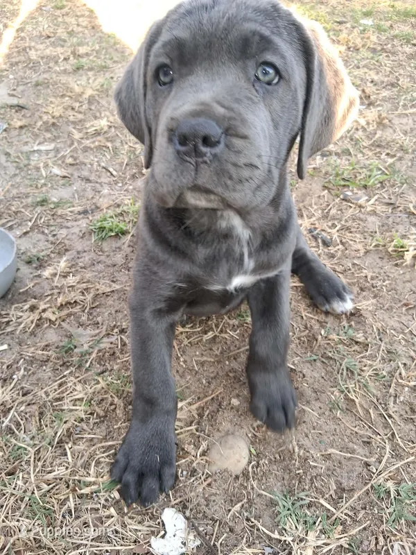 Boots, a female Cane Corso for sale in Leesburg, FL – Photo 1 of 1