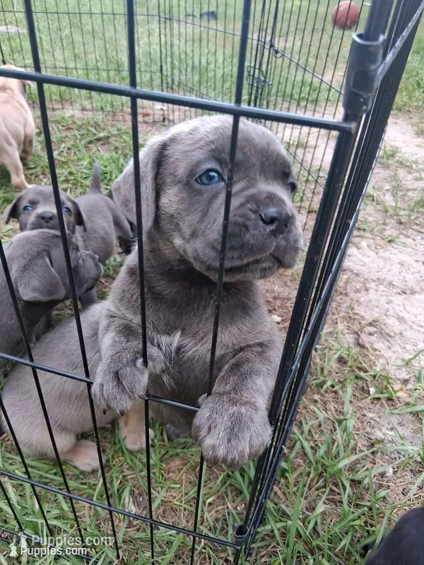 Brownie  – Cane Corso puppy for sale in Leesburg, FL