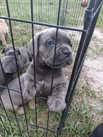Brownie , a female Cane Corso for sale in Leesburg, FL – 2 of 3