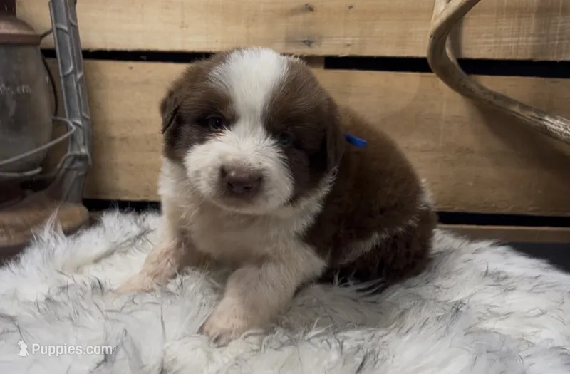 AKC  CHASE – Border Collie puppy for sale in Starkville, MS
