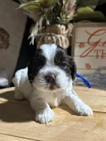 processed/cb1fd13c-e10b-470b-9a4d-d5f87c3cadb9/listing/1502189b-63ff-4219-af77-8aec9ef0000d/214d5874-901f-4dc7-811b-0ffb20d31c4f