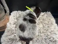 AKC Green, a male Wirehaired Pointing Griffon for sale in Starkville, MS – Photo 2 of 2