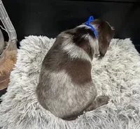 AKC Blue, a male Wirehaired Pointing Griffon for sale in Starkville, MS – Photo 2 of 2