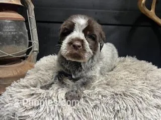 AKC Green – Wirehaired Pointing Griffon puppy for sale in Starkville, MS