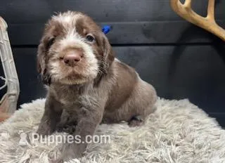 AKC Blue – Wirehaired Pointing Griffon puppy for sale in Starkville, MS