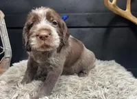 AKC Blue, a male Wirehaired Pointing Griffon for sale in Starkville, MS – Photo 1 of 2