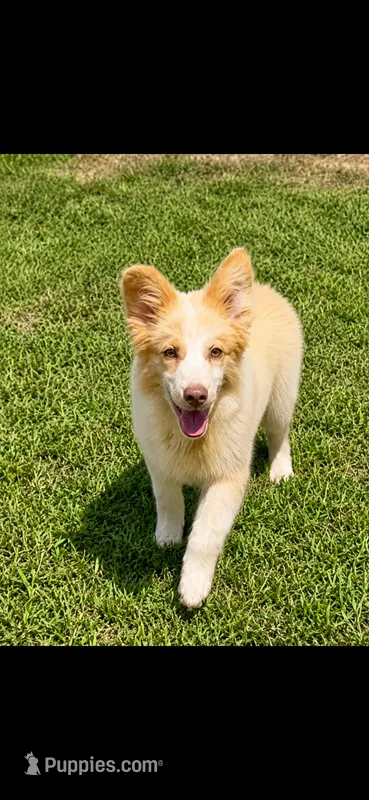 AKC BOWIE – Border Collie puppy for sale in Starkville, MS
