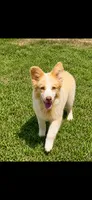 AKC BOWIE, a male Border Collie for sale in Starkville, MS – 1 of 3