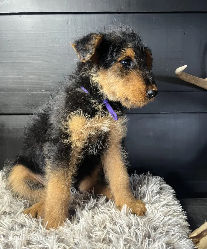 AKC Jill – Airedale Terrier puppy for sale in Starkville, MS