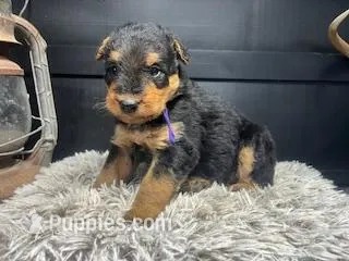 AKC Jill – Airedale Terrier puppy for sale in Starkville, MS