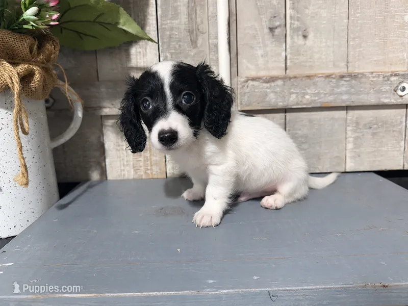 AKC Dex – Miniature Dachshund puppy for sale in Starkville, MS