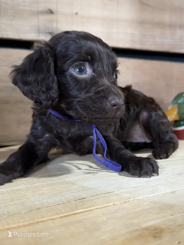 AKC Molly – Boykin Spaniel puppy for sale in Starkville, MS