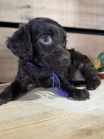 AKC Molly, a female Boykin Spaniel for sale in Starkville, MS – 1 of 1