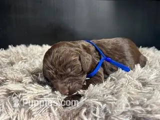 AKC Blue – Boykin Spaniel puppy for sale in Starkville, MS