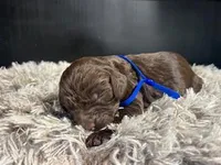 AKC Blue, a male Boykin Spaniel for sale in Starkville, MS – 2 of 2