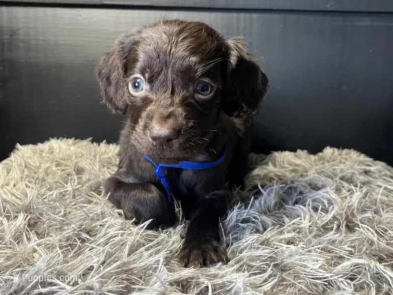 AKC Blue – Boykin Spaniel puppy for sale in Starkville, MS