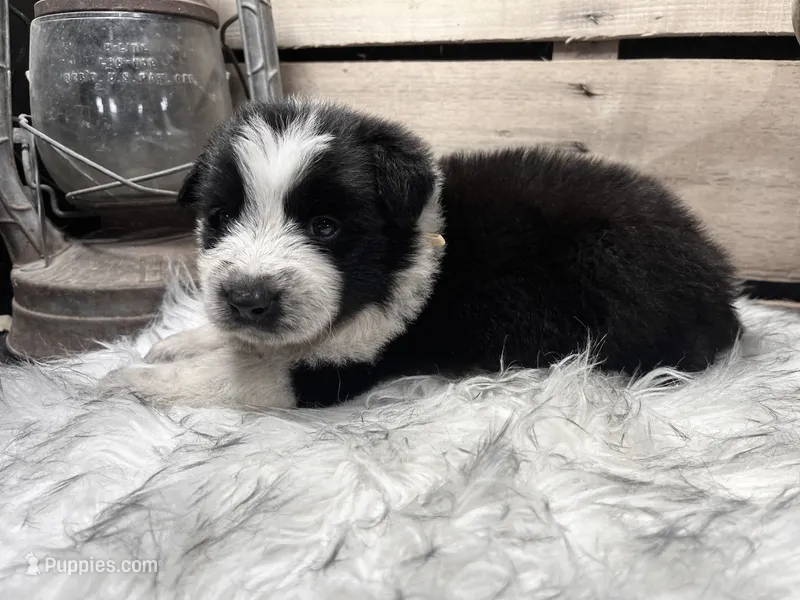 AKC DEX – Border Collie puppy for sale in Starkville, MS