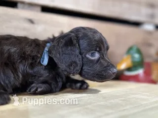 AKC Jep – Boykin Spaniel puppy for sale in Starkville, MS
