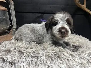 AKC Purple – Wirehaired Pointing Griffon puppy for sale in Starkville, MS