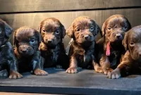 UKC Amber, a female Boykin Spaniel for sale in Starkville, MS – Photo 3 of 3